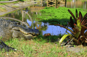 Gator & Wildlife Park