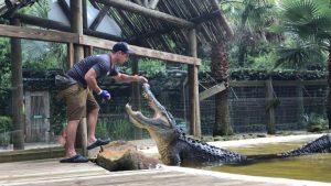 Wild Florida: Drive-Thru Safari Park