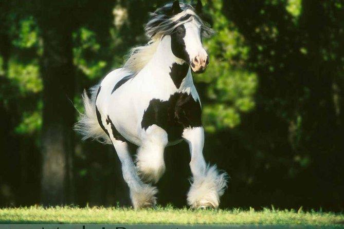 סיור בחוות סוסים נדירים בצבע שחור ולבן עם רעמות שיער