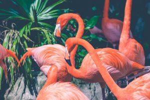 פארק גני הפלמינגו באורלנדו (Flamingo Gardens)